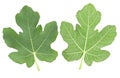 Fig leaves Royalty Free Stock Photo