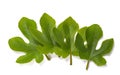 Fig leaves Royalty Free Stock Photo