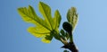 Fig leaves over blue sky in early spring Royalty Free Stock Photo