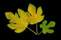 Fig leaves. Autumn yellow leaves of fig tree isolated on black background Royalty Free Stock Photo