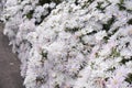 Fig marigold white flowers.