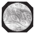 Fig. 1. Piece of flesh pork trichina; grown, vintage engraving
