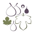 Fig. Set Royalty Free Stock Photo