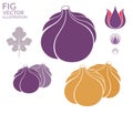 Fig. Set Royalty Free Stock Photo