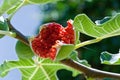 Fig tree Royalty Free Stock Photo