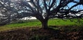 Fig tree in autumn