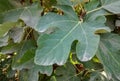 Fig tree with big leaves and fruit on a sunny day