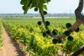 Fig tree on big vineyards with rows of wine grapes plants in great wine region of South Italy Apulia Royalty Free Stock Photo