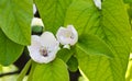 Fig tree blossom and leaves- Ficus Carica Royalty Free Stock Photo