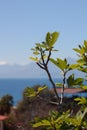 Fig tree and blurry background Royalty Free Stock Photo