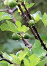 Fig tree in Borosa source Cazorla sierra Spain