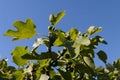 Fig tree branches with big green leaves. Summer time.