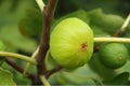 Fig tree, close-up Royalty Free Stock Photo
