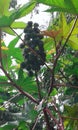 fig tree colombia biooil