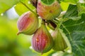 Fig, or fig tree, or common fig tree Ficus carica is a subtropical deciduous plant of the genus Ficus of the Mulberry family. Figs