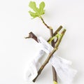 Fig Tree Cuttings top view Royalty Free Stock Photo