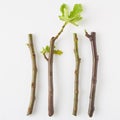 Fig Tree Cuttings top view Royalty Free Stock Photo