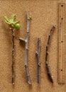 Fig Tree Cuttings top view on Wooden Royalty Free Stock Photo