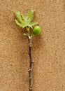 Fig Tree Cuttings top view on Wooden board Royalty Free Stock Photo