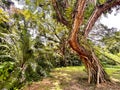 Fig tree at edge of tropical rainforest Royalty Free Stock Photo