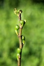 Fig tree or Ficus carica branch full of small fresh figs starting to mature and mixed with light green leaves on single branch in