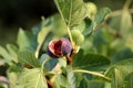 Fig tree or Ficus carica branches with two fresh light green figs in back and one ripe cracked fully open in front Royalty Free Stock Photo