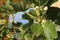 fig on the tree, fig tree, large leaves of the tree