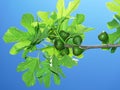 Fig tree with figs Royalty Free Stock Photo