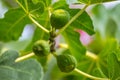 Fig Tree Royalty Free Stock Photo