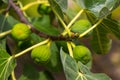 Fig Tree Royalty Free Stock Photo