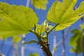 Fig tree, bright green new leaves and tiny figs forming Royalty Free Stock Photo