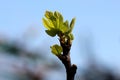 Fig tree fresh light green leaves starting to grow on single branch in local garden