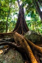 Fig tree with giant roots. Royalty Free Stock Photo