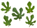 Fig tree green fresh leaves set isolated on white background Royalty Free Stock Photo