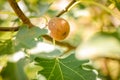 Fig tree with green leaves and soft background Royalty Free Stock Photo