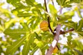 Fig tree with green leaves and soft background