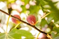 Fig tree with green leaves and soft background Royalty Free Stock Photo