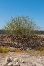 Fig tree growing among the ruins at Tel Megiddo National Park is an archaeological site. Royalty Free Stock Photo