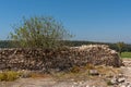 Fig tree growing among the ruins at Tel Megiddo National Park is an archaeological site. Royalty Free Stock Photo