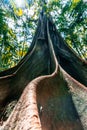 Fig tree with huge roots. Royalty Free Stock Photo