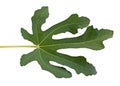 Fig tree leaf Royalty Free Stock Photo