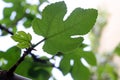 Fig tree leaf Royalty Free Stock Photo