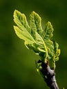 Fig tree leaf Royalty Free Stock Photo
