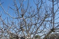 Fig Tree leafless in winter Royalty Free Stock Photo