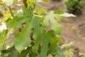 Fig tree leaves close up, big leaves Royalty Free Stock Photo