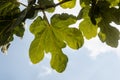 Fig tree leaves close up. Royalty Free Stock Photo