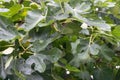 Fig tree leaves close up. Fresh fig leaves after rain. Drops on tree leaves. Mediterranean forest background. Royalty Free Stock Photo