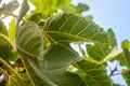 Fig tree leaves close up. Royalty Free Stock Photo