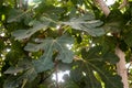 Fig tree leaves close up. Royalty Free Stock Photo