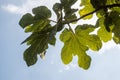 Fig tree leaves close up. Royalty Free Stock Photo